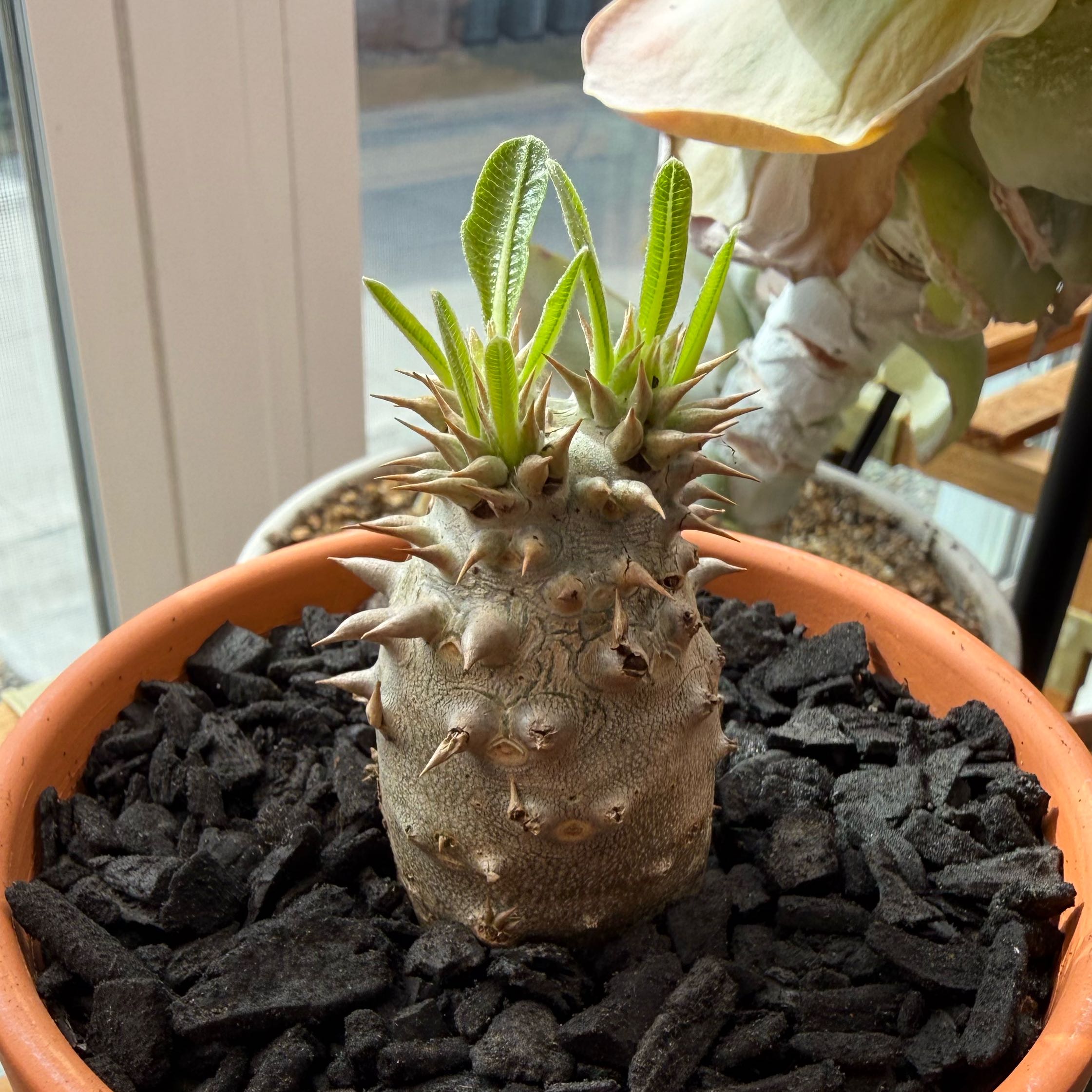 Photo of the plant species Pachypodium densiflorum by @DynamoTigerlily named King julian 2 on Greg, the plant care app