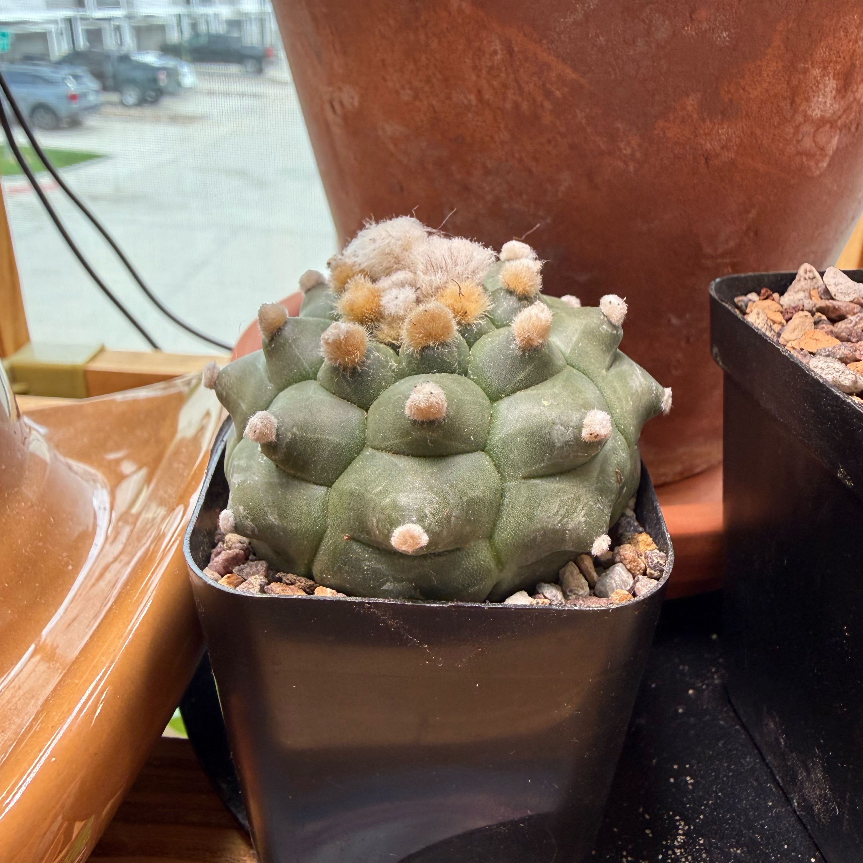 Photo of the plant species Sand Dollar Cactus by @DynamoTigerlily named Turtle chicken on Greg, the plant care app