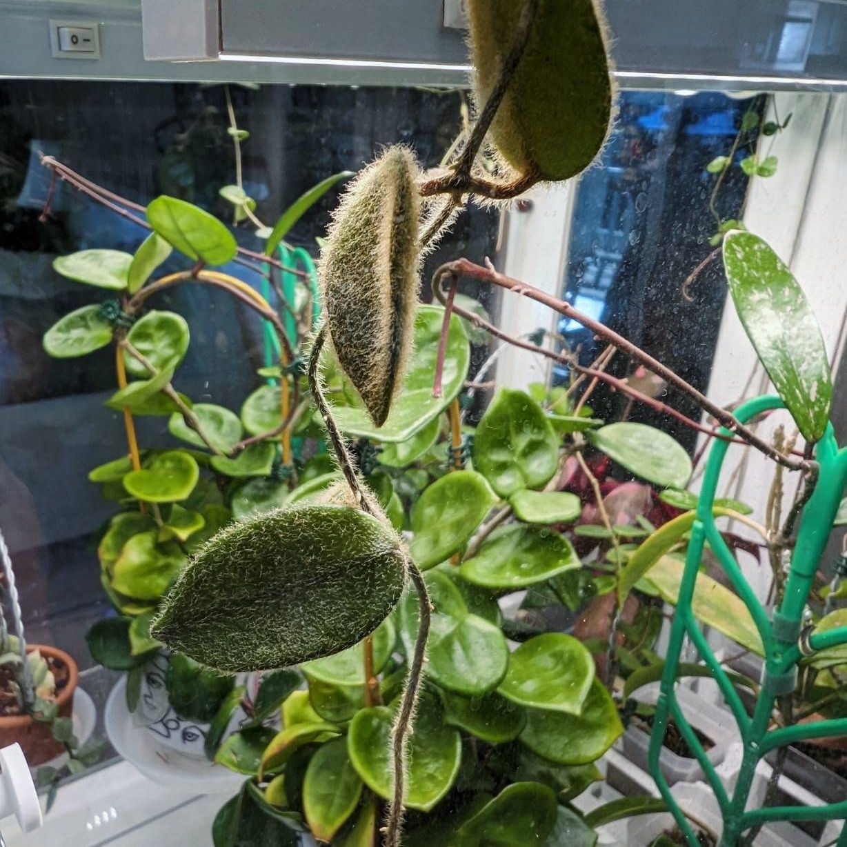 Photo of the plant species Hoya thomsonii by @CronchyBean named Tom Riddle on Greg, the plant care app