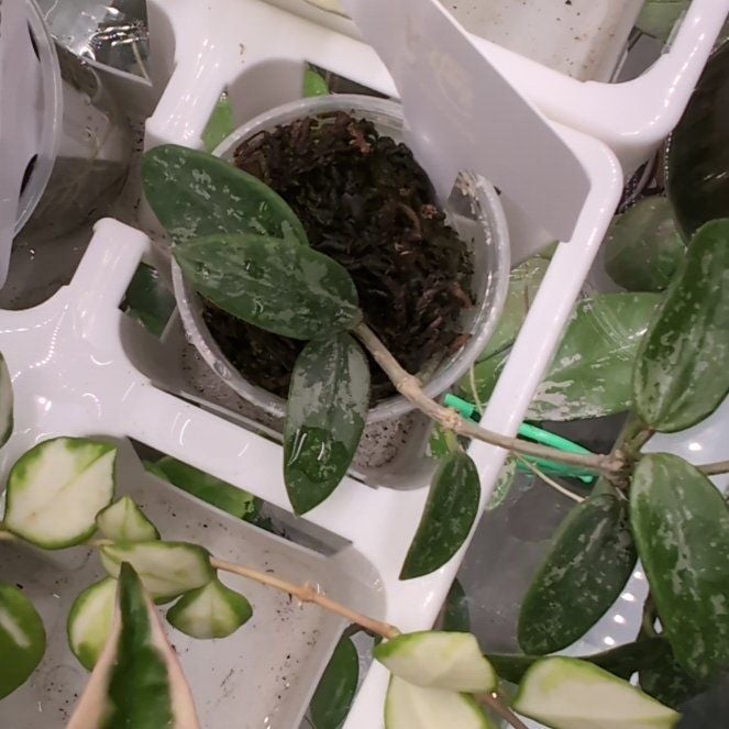 Hoya Lima Splash: How Much Water & Light Does it Need to Thrive?