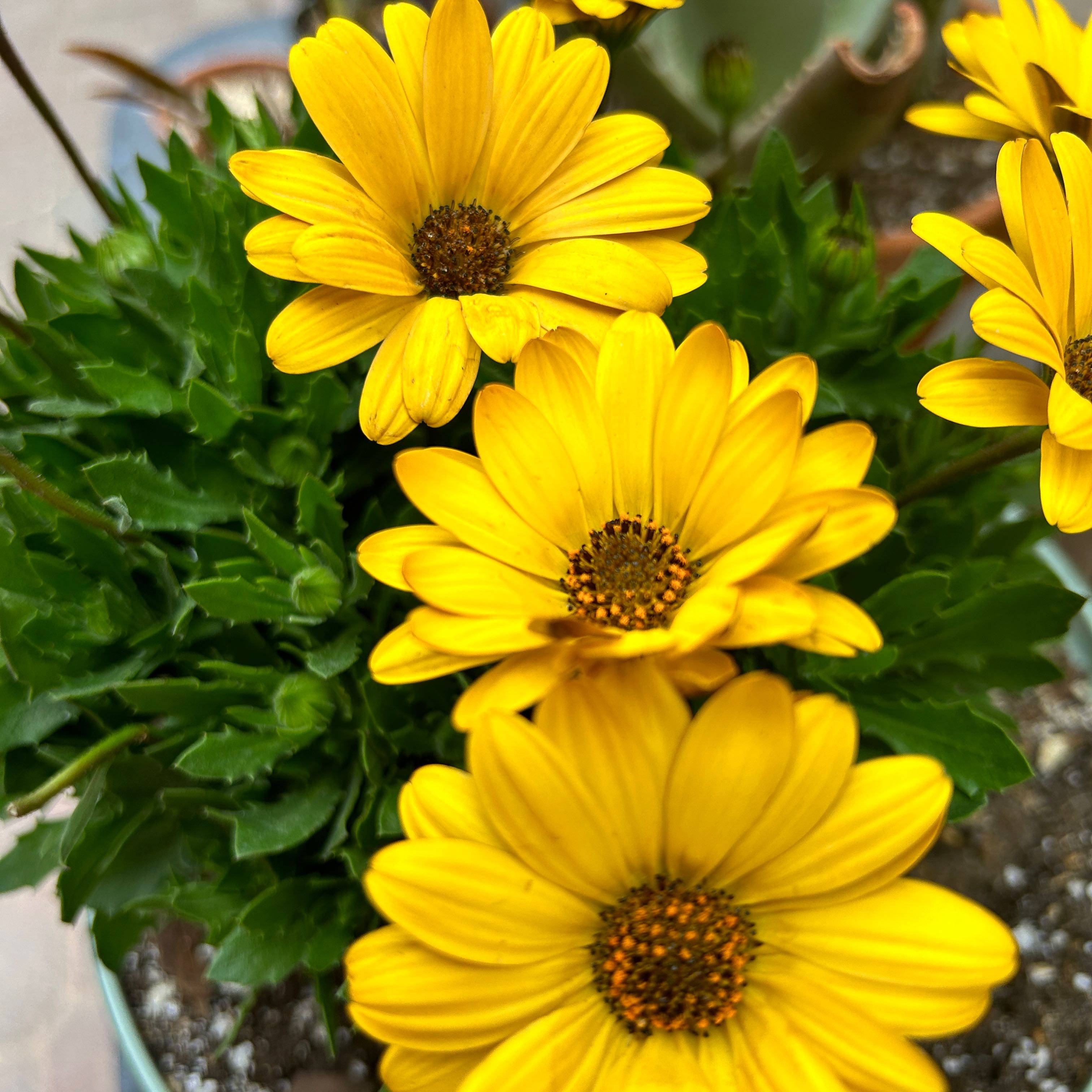 Photo of the plant species African Daisy by @UnharmedBulrush named Ronaldo on Greg, the plant care app