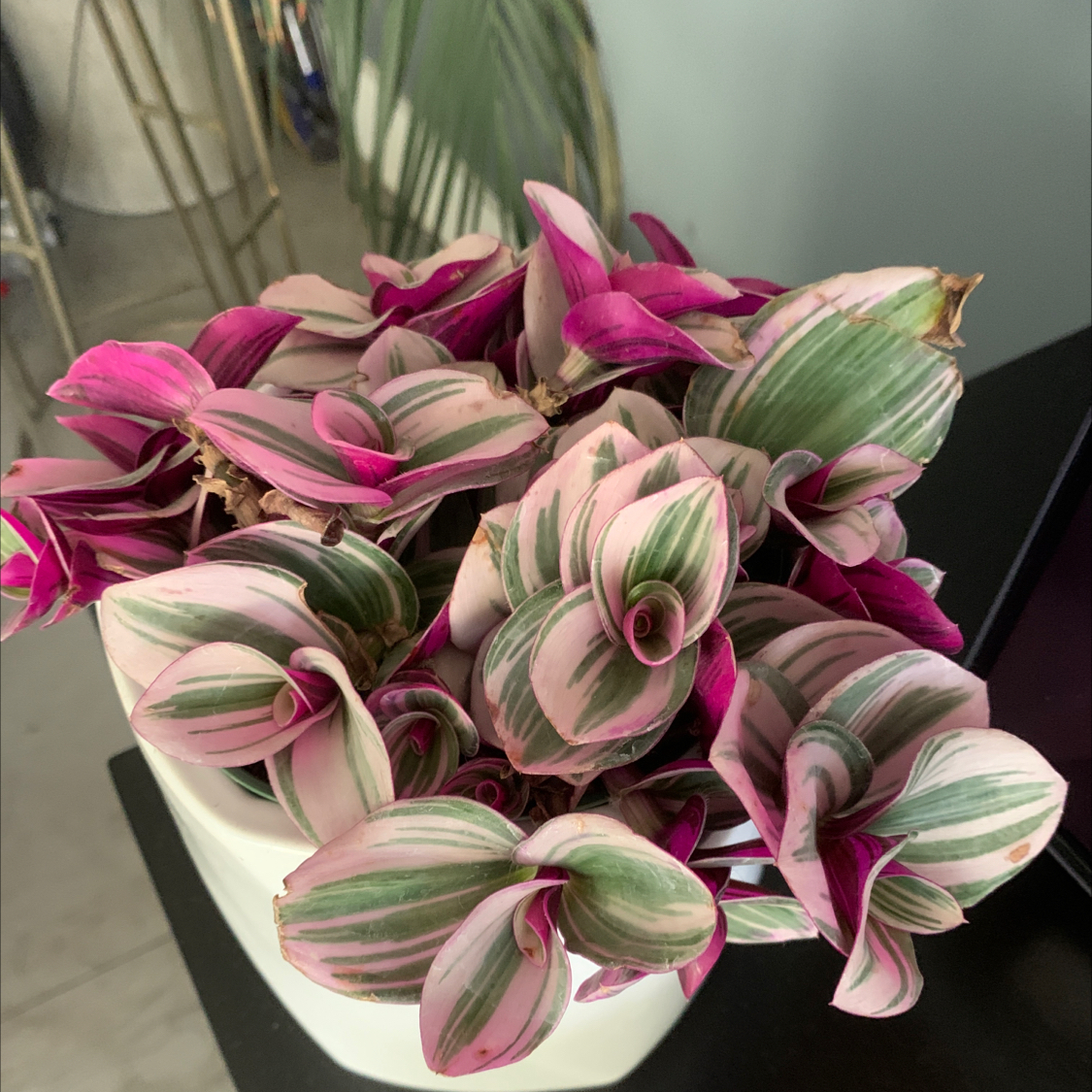 Healthy Tradescantia zebrina plant with vibrant pink and green striped leaves, potted in white ceramic planter in a living room setting.