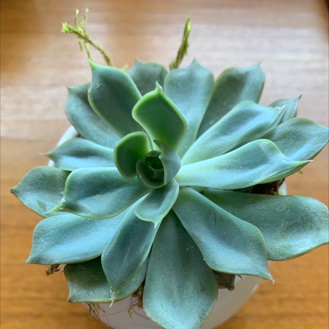 Healthy Pearl Echeveria plant with well-formed, fleshy leaves in a white pot.
