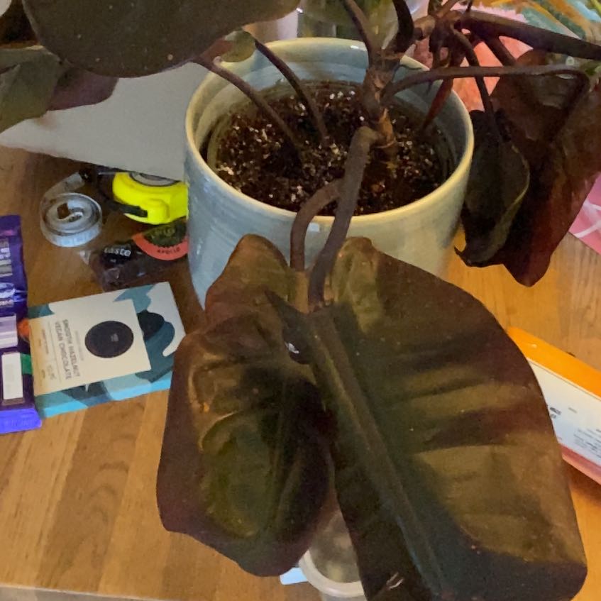 Photo of the plant species Philodendron Purple Congo by @Alex15 named Fernie mercury on Greg, the plant care app