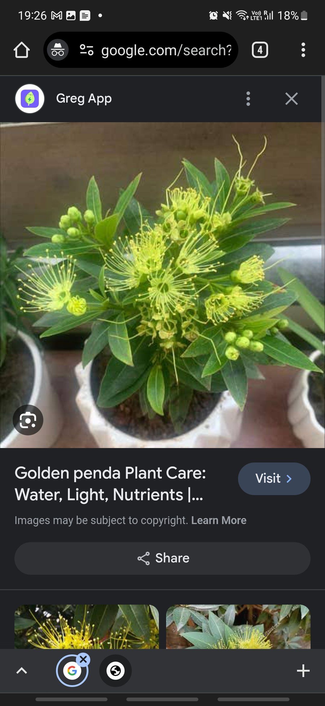 Photo of the plant species Golden penda by @FlyingRedash named Leaf Erickson on Greg, the plant care app