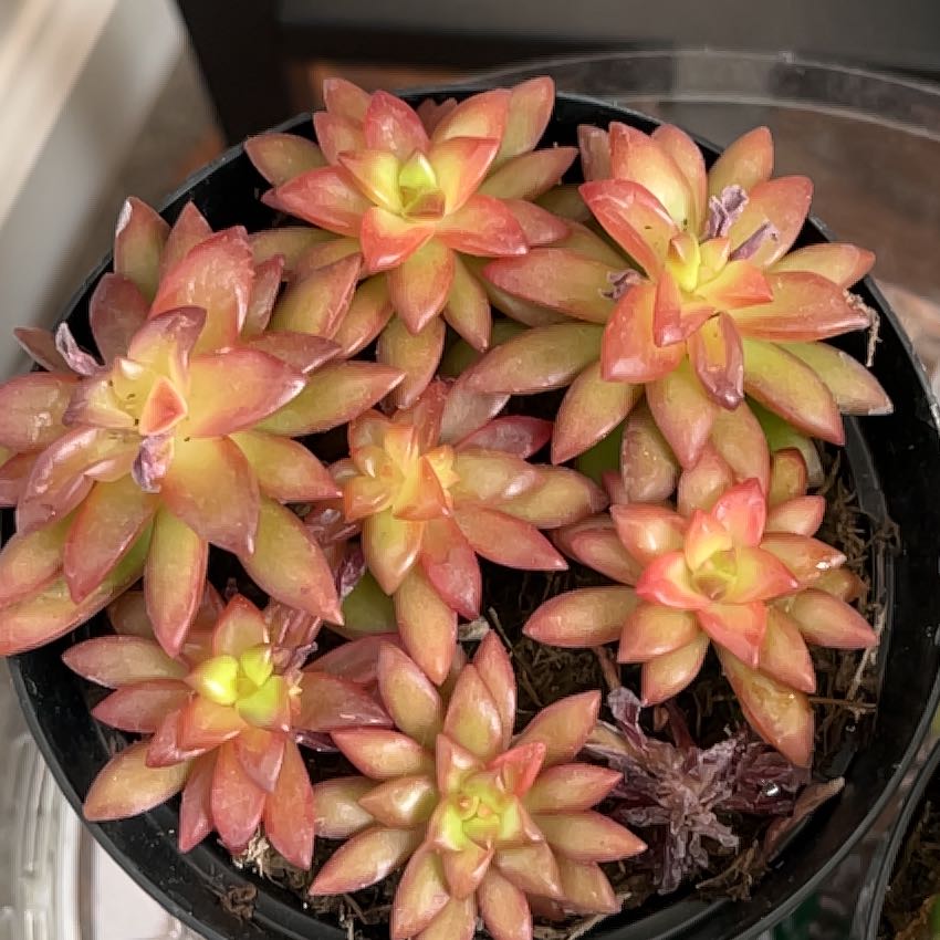 Sedum adolphi 'Shooting Stars' succulent with reddish-orange leaves and yellow centers in a pot.