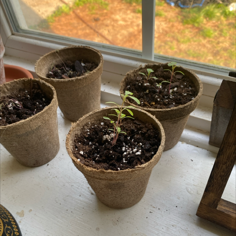 Four small pots with Purple Amaranth seedlings on a windowsill.