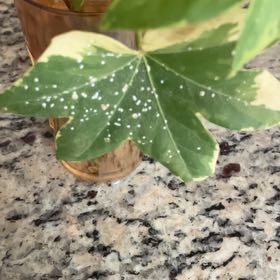 Photo of the plant species Hedge Maple by Susan named Lola on Greg, the plant care app