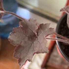 Photo of the plant species Coral Bells by @YesHollowroot named ChloroPhil on Greg, the plant care app