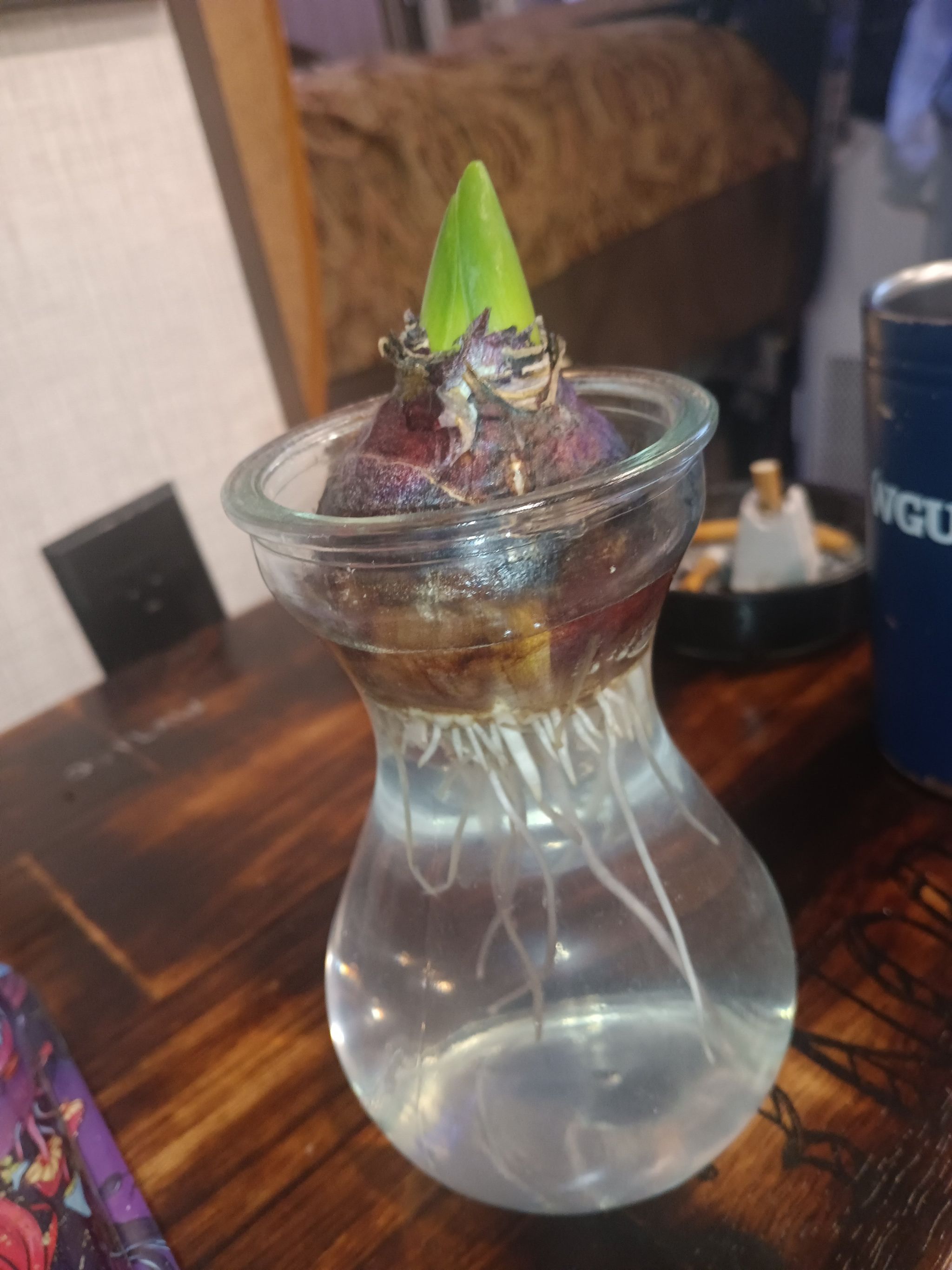 Photo of the plant species Dragon Amaryllis by @EthicalHope named Sproutacus on Greg, the plant care app