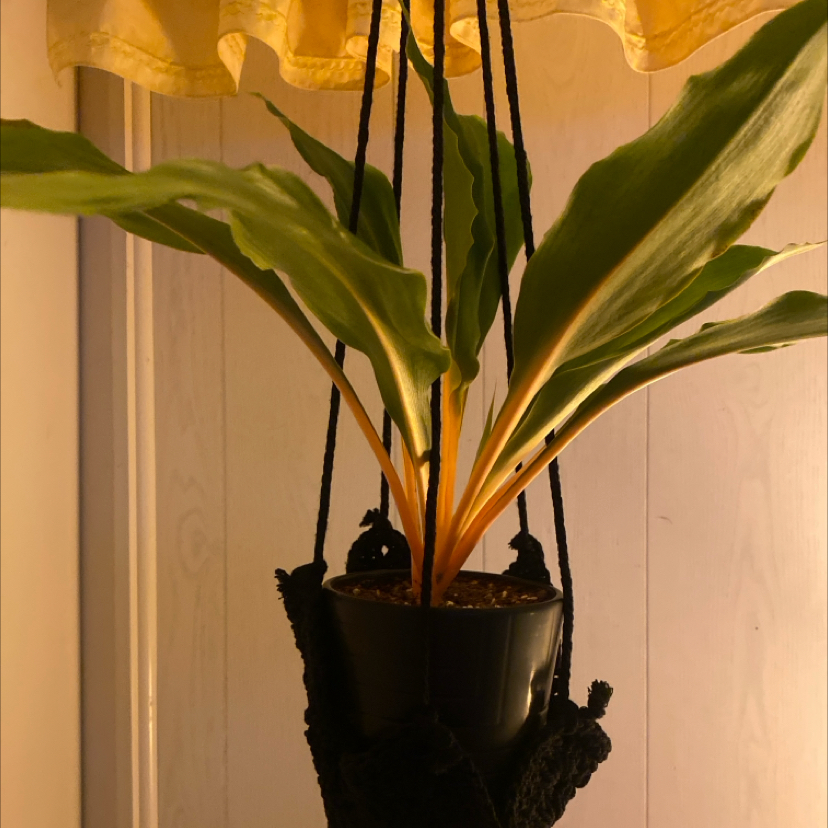 Photo of the plant species Orange Spider Plant by @LikelyChichipe named Apollo on Greg, the plant care app