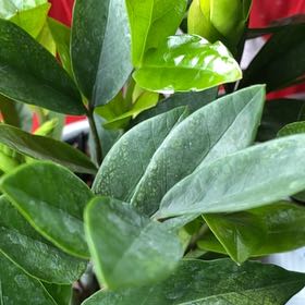 Photo of the plant species Chameleon ZZ Plant by @LikelyChichipe named Maya on Greg, the plant care app