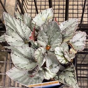 Photo of the plant species Festive Paisley Silver Begonia by @LikelyChichipe named Mollie on Greg, the plant care app