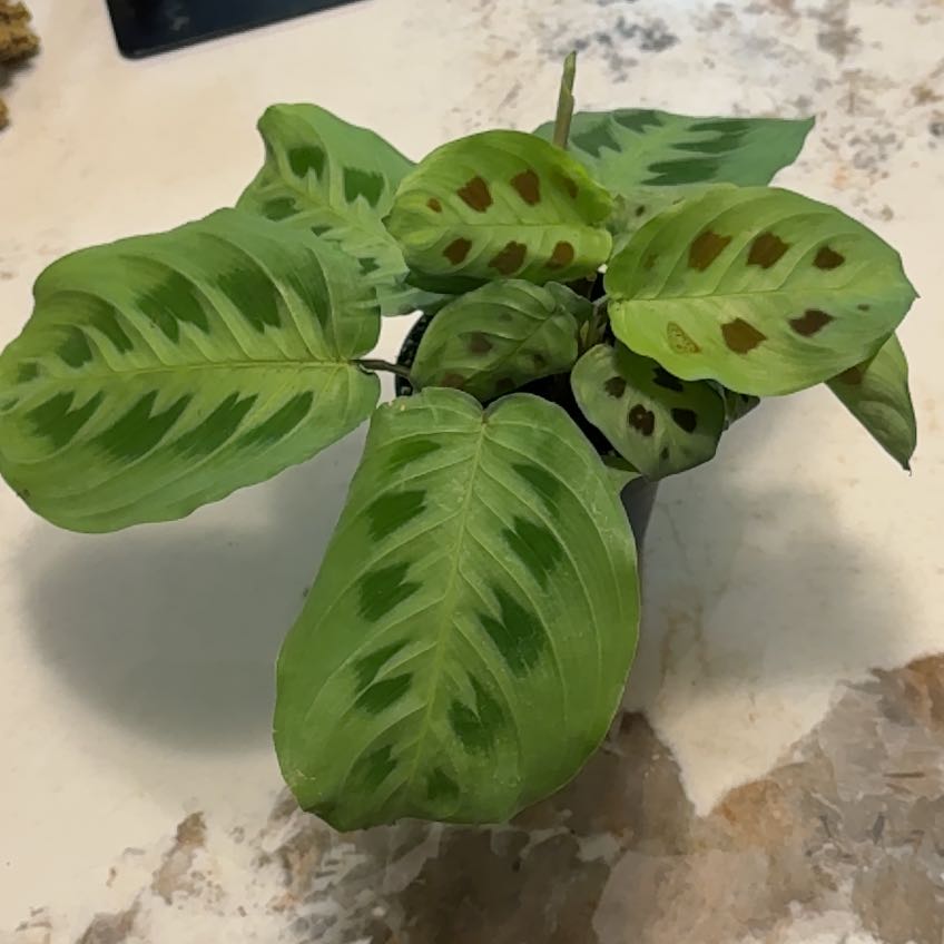 Photo of the plant species Beauty Kim Prayer Plant by @PreciseTobacco named Miley on Greg, the plant care app
