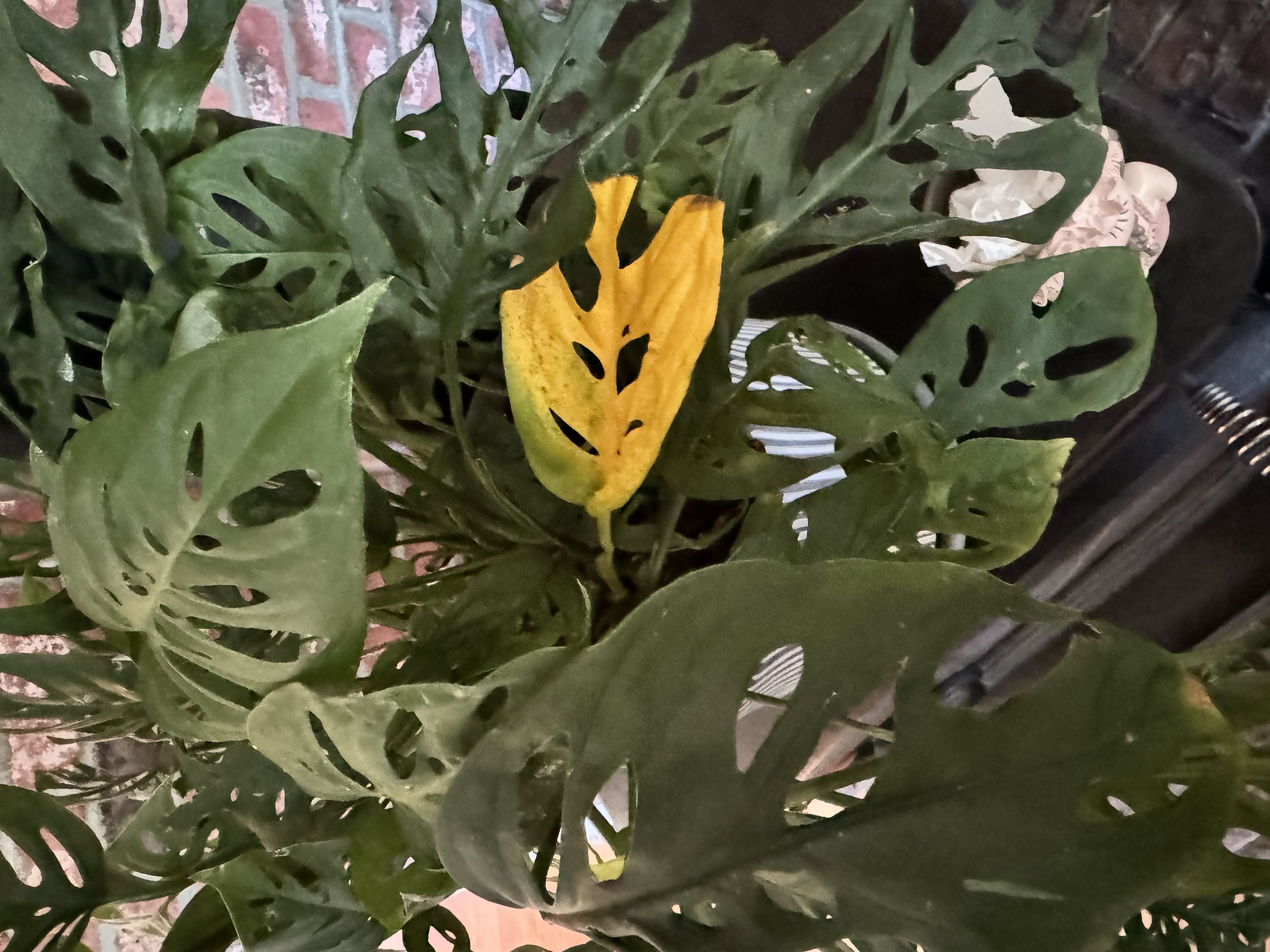 Photo from the post