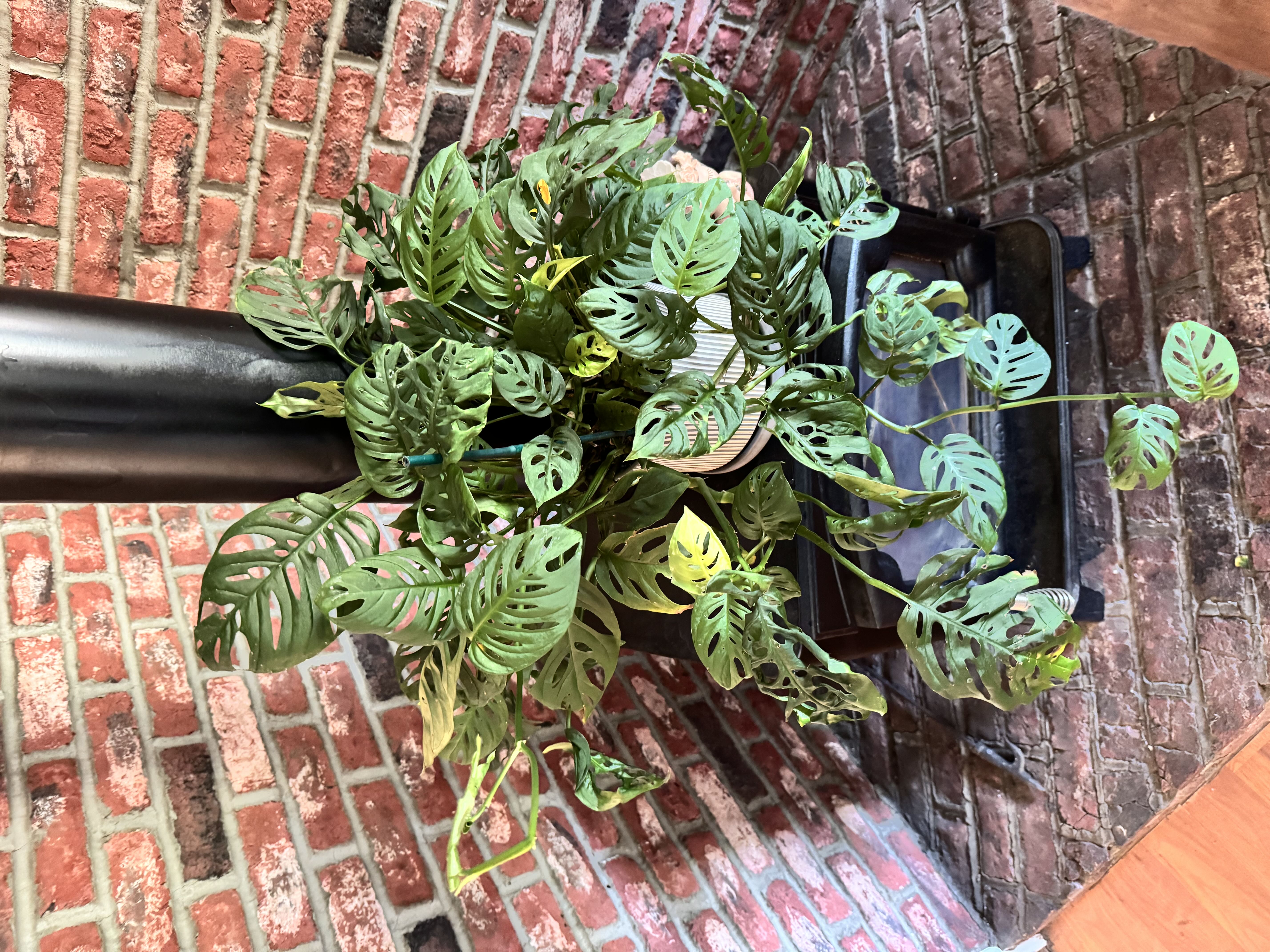 Photo from the post
