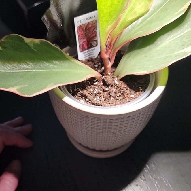 Photo of the plant species Variegated Red Edge Peperomia by @UndividedRose named Dolores on Greg, the plant care app