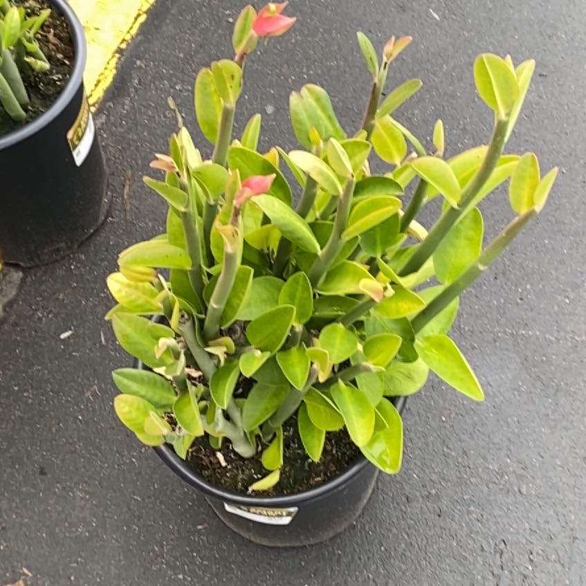Photo of the plant species Tall Slipper Plant by @BackupMarestail named Kylie on Greg, the plant care app
