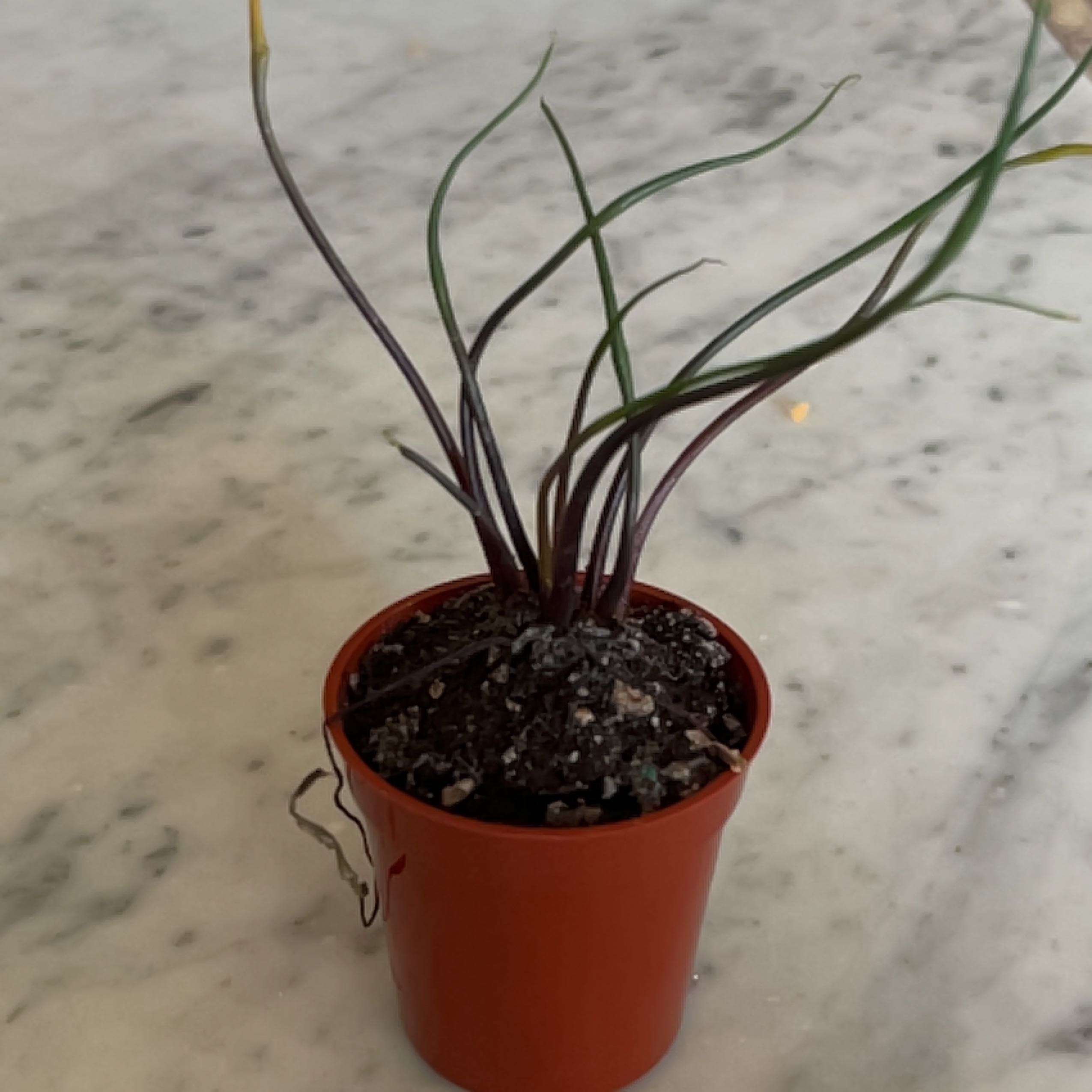 Photo of the plant species Flying Squid by @NewTexasthistle named Rainier on Greg, the plant care app
