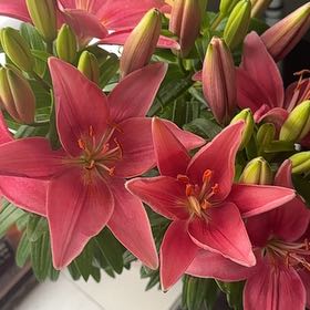 Photo of the plant species Asiatic Lily Red Highland by @NovelArrowroot named Wanda on Greg, the plant care app