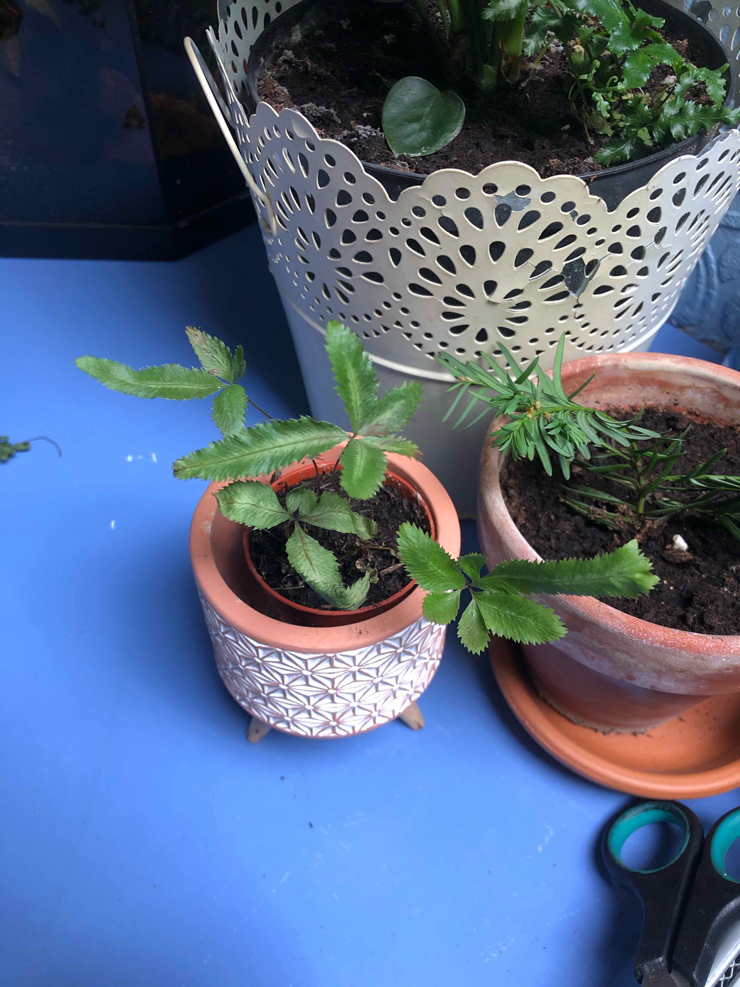 Healthy Brake Fern in a decorative pot with vibrant green leaves.