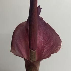 Photo of the plant species Voodoo Lily by @AceSmokethorn named Sol on Greg, the plant care app