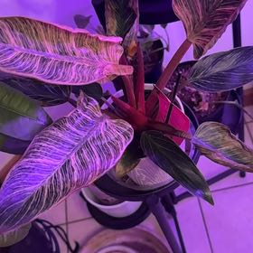 Photo of the plant species Philodendron 'Pink Bikini' by @EarthyRedshanks named Sonora on Greg, the plant care app