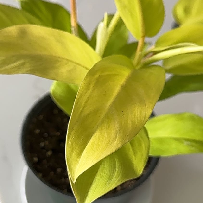 Photo of the plant species Philodendron 'Malay Gold' by @BrotherlyDamsii named Malay Gold on Greg, the plant care app