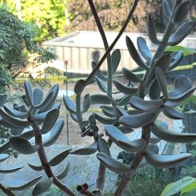 Photo of the plant species Cotyledon 'Silver Peak' by @BrotherlyDamsii named Remington on Greg, the plant care app