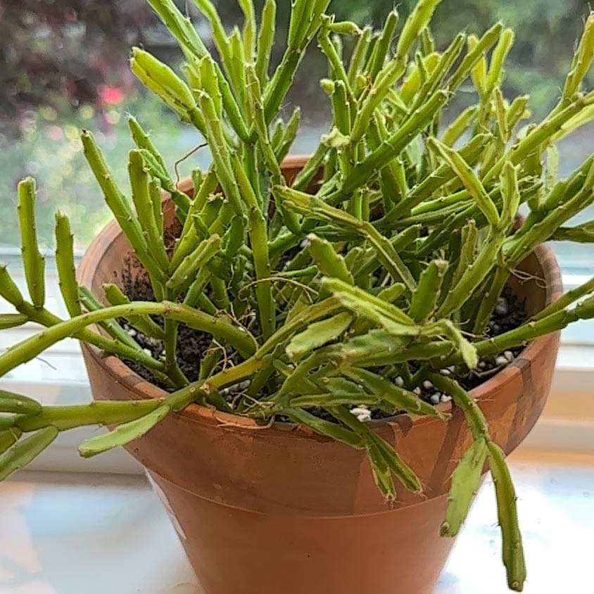 Photo of the plant species Rhipsalis spp. by @BrotherlyDamsii named Luna on Greg, the plant care app