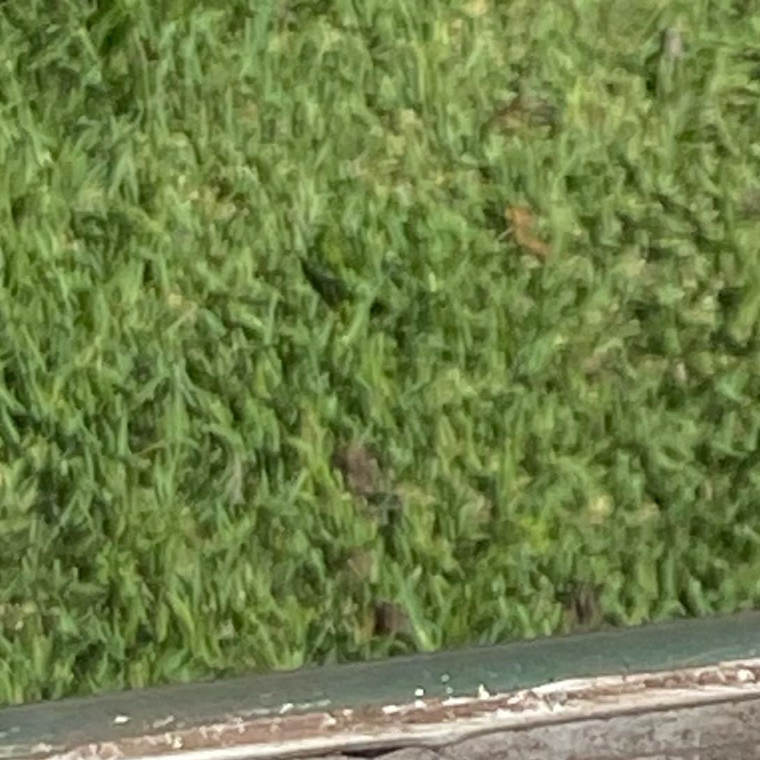 Photo of the plant species Buffalo Grass by @Elizabeth12 named Harper on Greg, the plant care app