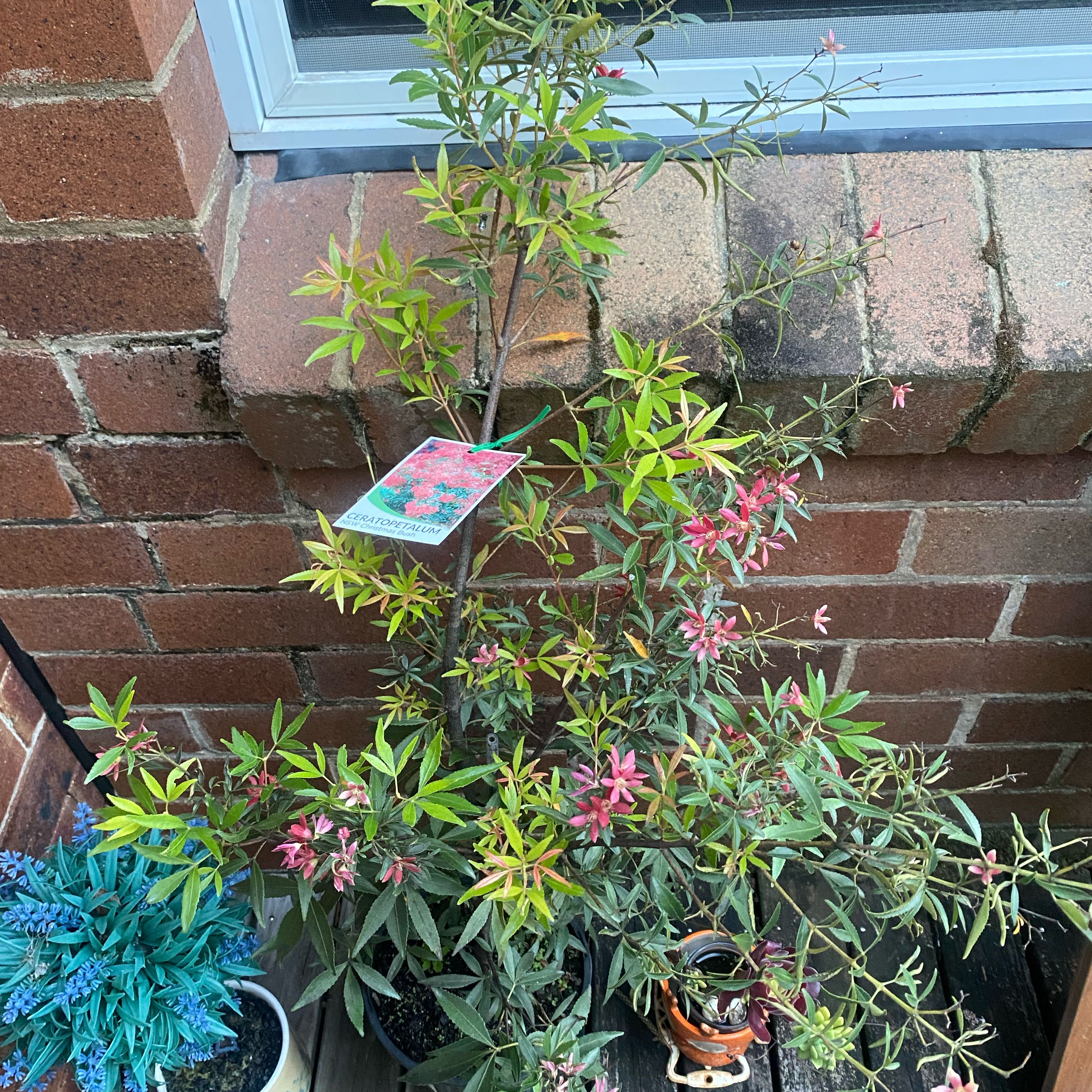 Photo of the plant species Christmasbush by @Elizabeth12 named Winston on Greg, the plant care app