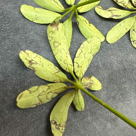 Photo of the plant species Galium Odoratum by @VividPlumtree named LiloStitch on Greg, the plant care app