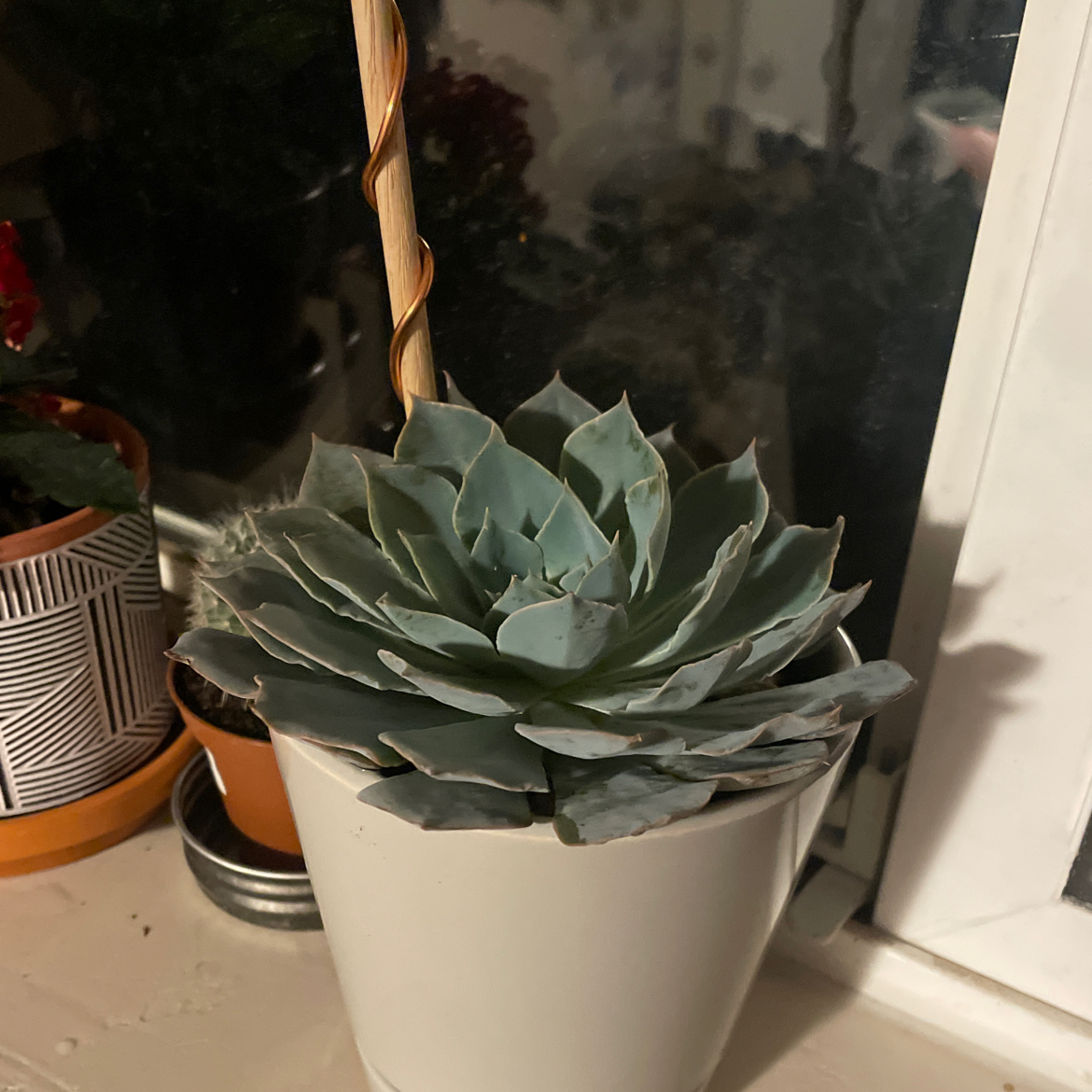 Echeveria 'Blue Heron' succulent in a white pot, healthy and well-framed.