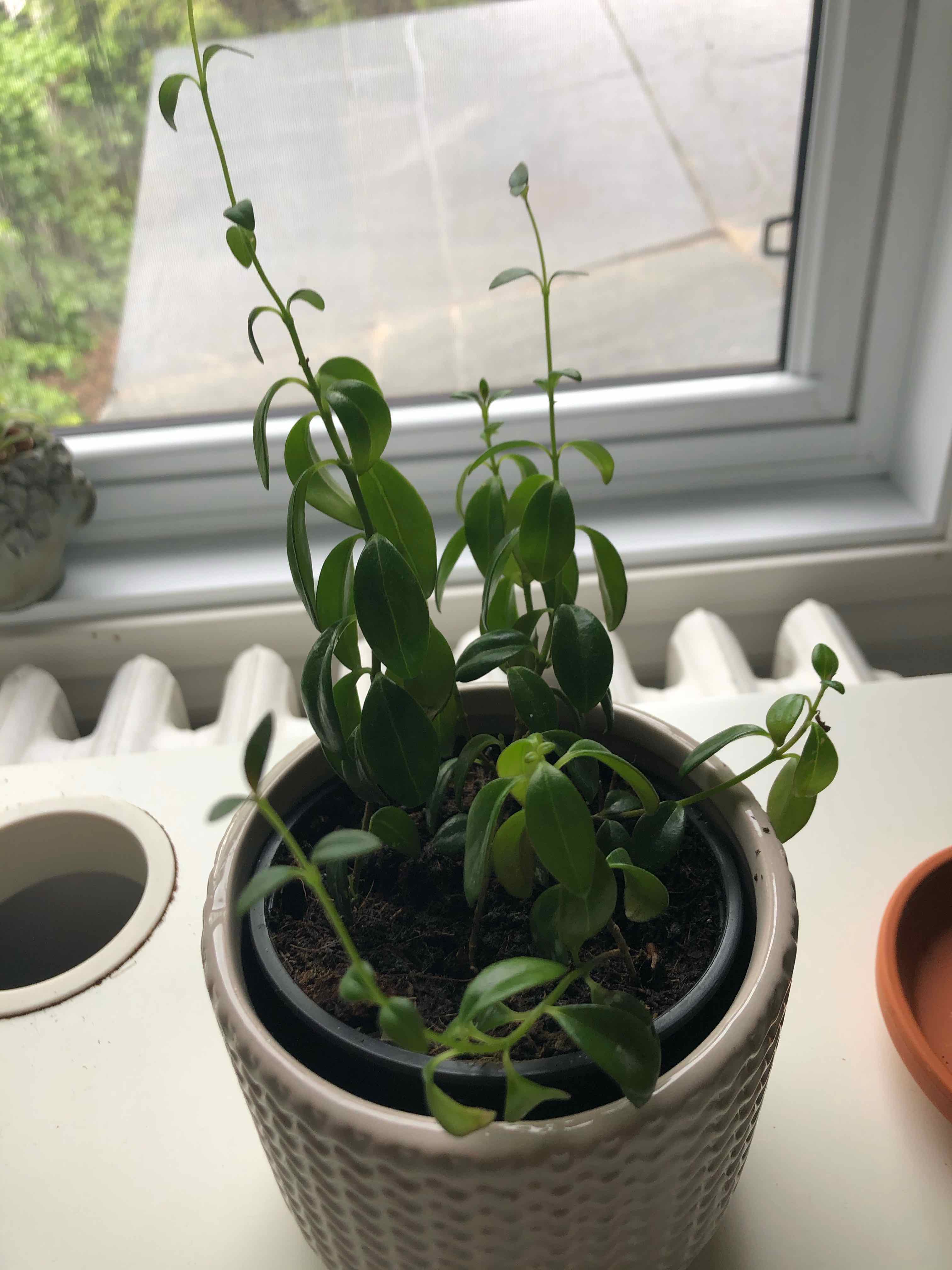 Goldfish Plant in a white pot near a window with healthy green leaves.