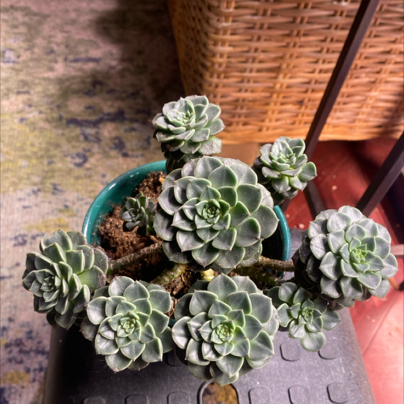 Photo of the plant species Flat-Topped Aeonium by @PioneerRutabaga named Aeonium Tabuliforma on Greg, the plant care app