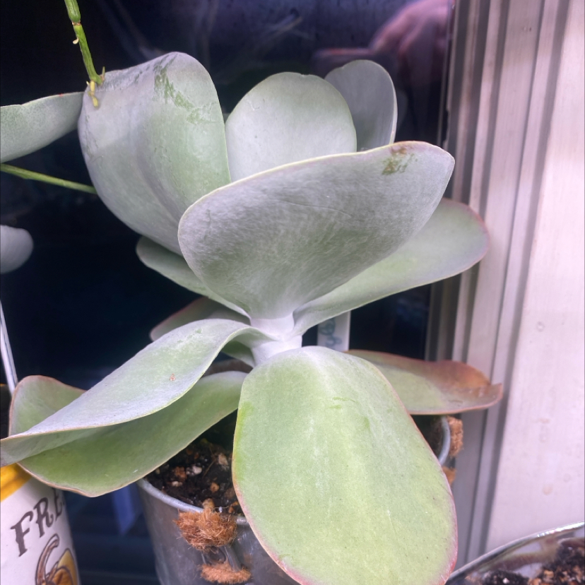 Photo of the plant species Crassula cotyledonis by @PioneerRutabaga named Crassula Cotyledonis on Greg, the plant care app