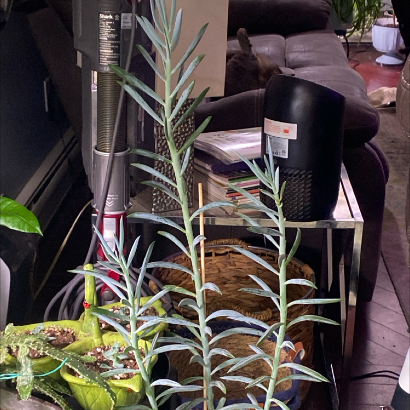 Photo of the plant species Blue Chalksticks by @PioneerRutabaga named Blue Chalksticks on Greg, the plant care app