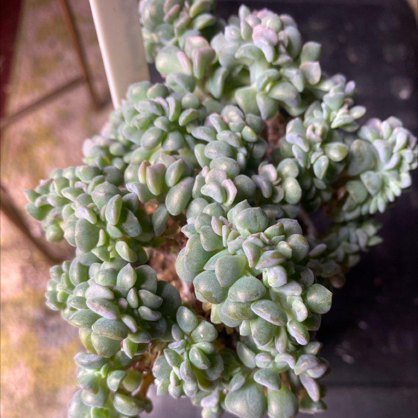 Photo of the plant species Crested Cubic Frost Echeveria by @PioneerRutabaga named Echeveria Crested Cubic Frost on Greg, the plant care app