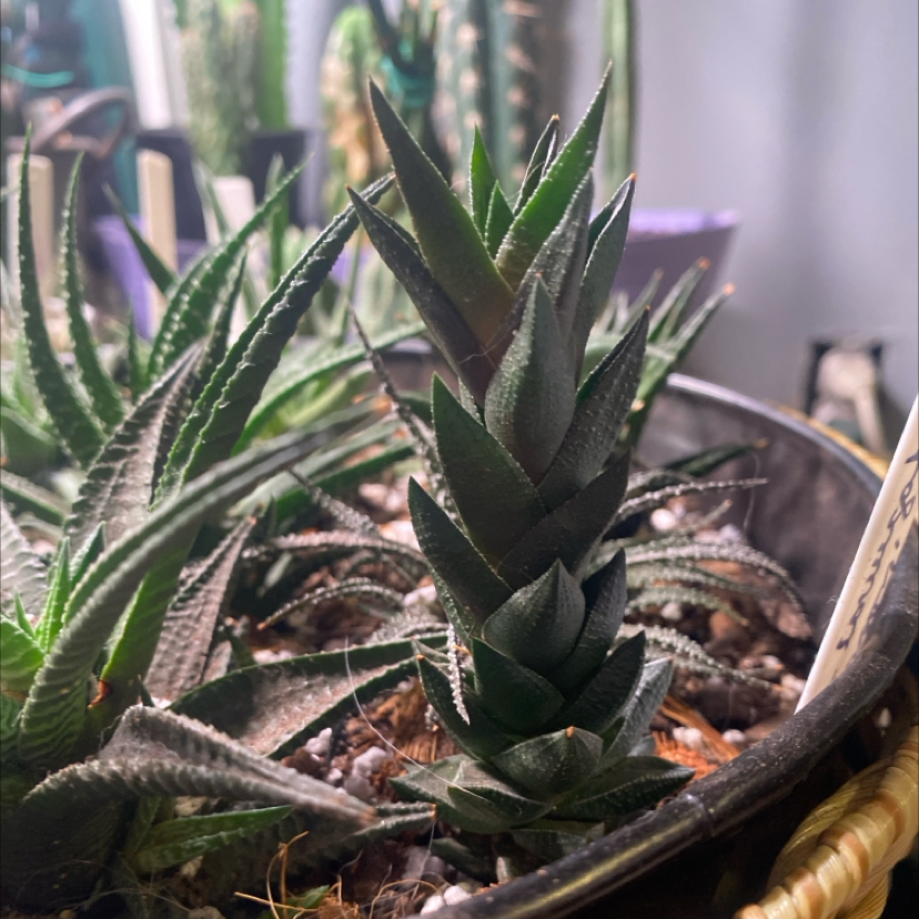 Photo of the plant species Astroloba corrugata 'Dragon' by @PioneerRutabaga named Astroloba Currugata ‘Dragon’ on Greg, the plant care app