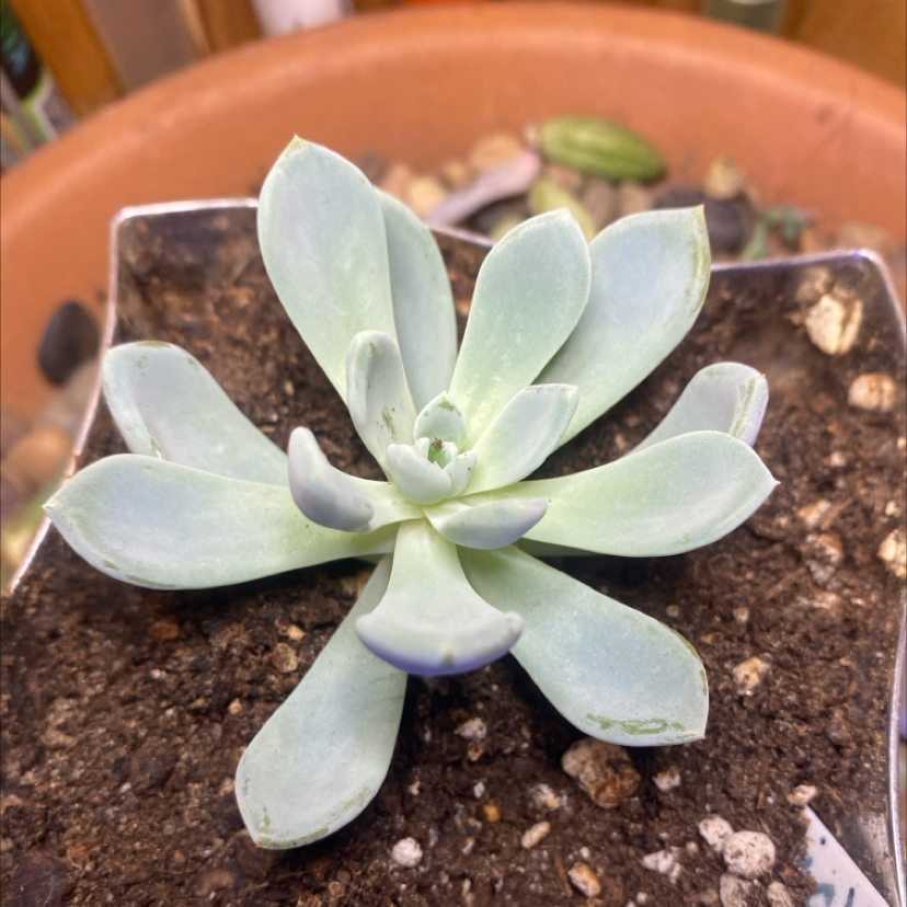 Photo of the plant species Echeveria Aurora by @PioneerRutabaga named Echeveria ‘Aurora’ on Greg, the plant care app