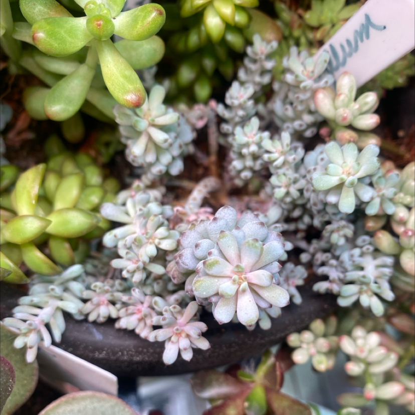 Photo of the plant species Bluebean by @PioneerRutabaga named Graptopetalum Pachyphyllum Blue Bean on Greg, the plant care app