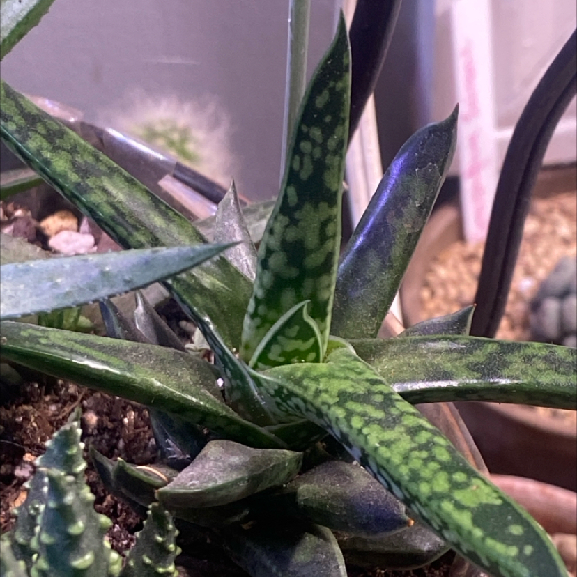 Photo of the plant species Gasteria Cherry Blossom by @PioneerRutabaga named Gasteria Cherry Blossom on Greg, the plant care app