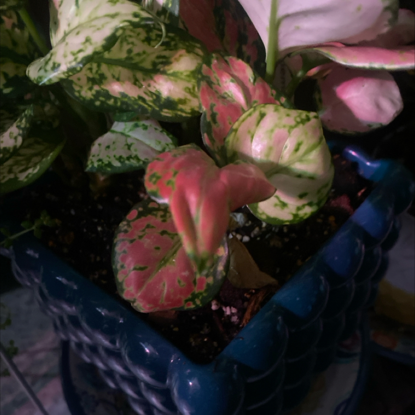 Photo of the plant species Suksom Jaipong by @PioneerRutabaga named Aglaonema ‘Red’ on Greg, the plant care app