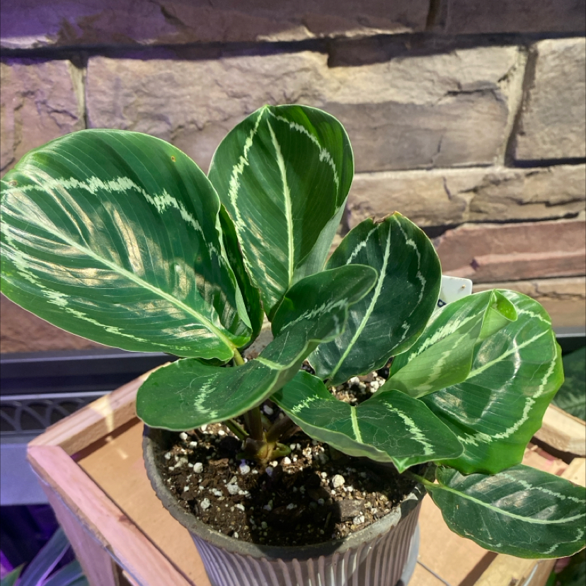 Photo of the plant species Green Goddess by @PioneerRutabaga named Calathea ‘Green Goddess’ on Greg, the plant care app