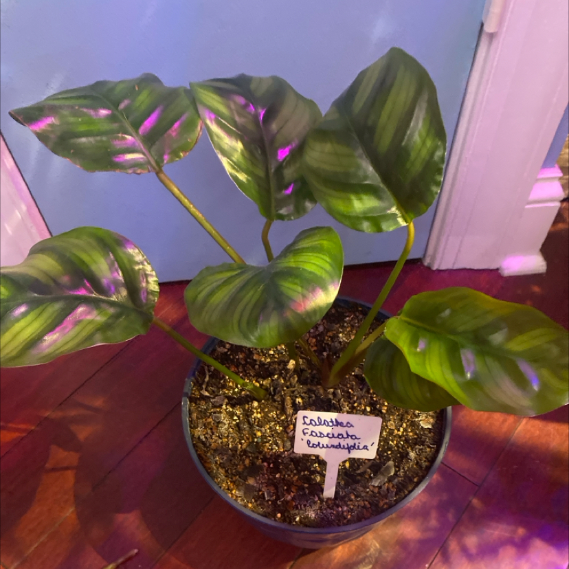 Photo of the plant species Rotundifolia by @PioneerRutabaga named Calathea Fasciata ‘Rotundifolia’ on Greg, the plant care app