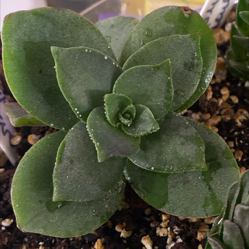 Photo of the plant species Taylor's Parches by @PioneerRutabaga named Crassula ‘Lactea’ on Greg, the plant care app