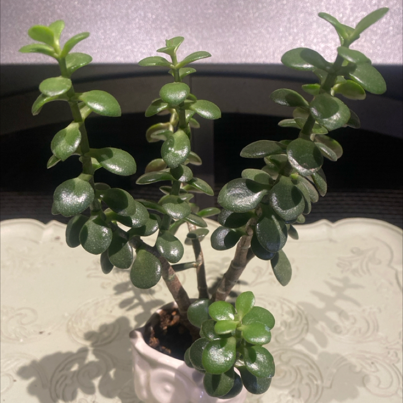 Photo of the plant species Crassula 'Botany Bay' by @PioneerRutabaga named Crassula ‘Botany Bay’ on Greg, the plant care app