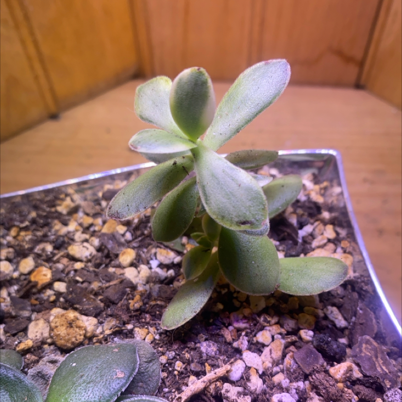 Photo of the plant species Crassula atropurpurea var. muirii by @PioneerRutabaga named Crassula Astropurpurea Var. Muirii’ on Greg, the plant care app