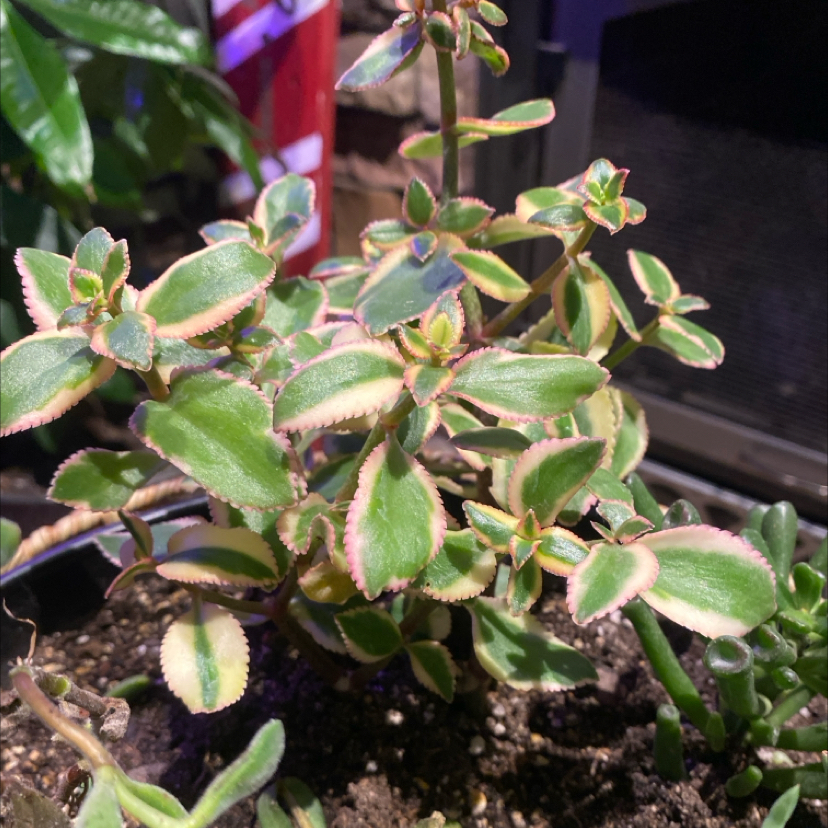Photo of the plant species Variegated Trailing Jade Plant 'Comet' by @PioneerRutabaga named Crassula Sarmentosa - Trailing Jade Plant on Greg, the plant care app